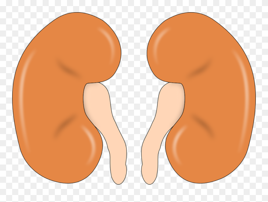 Kidney Clipart - Png Download