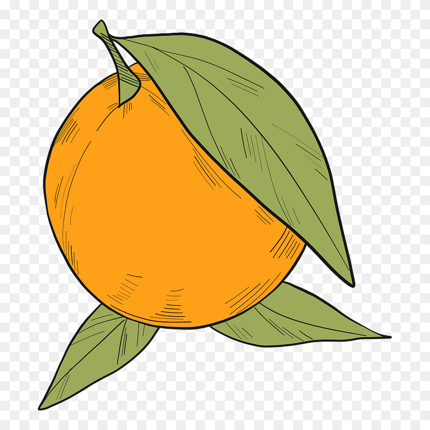 Orange Clipart - Illustration - Png Download