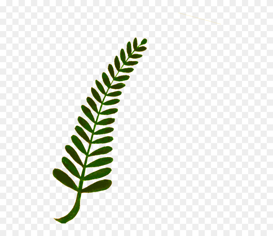 Transparent Fern Clip Art - Clipart Fern Png