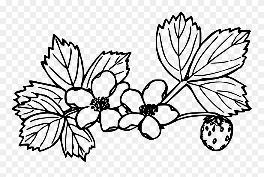 Clipart Leaf Strawberry - Strawberry Plants Black And White - Png Download