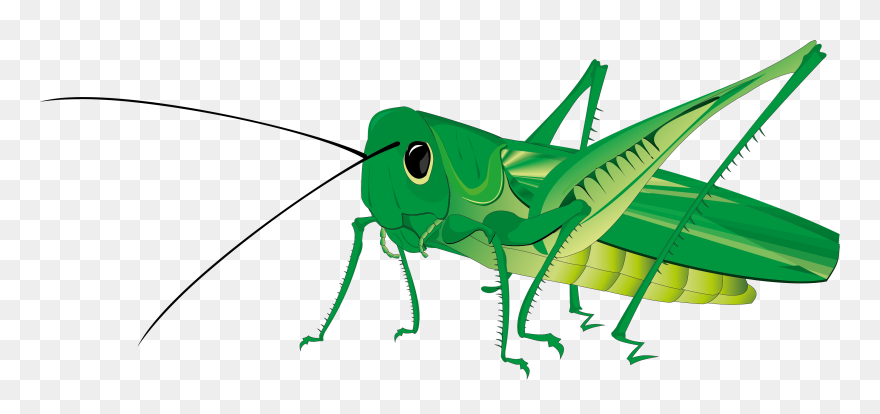 Insect Clipart Transparent Background - Grasshopper Clipart Png
