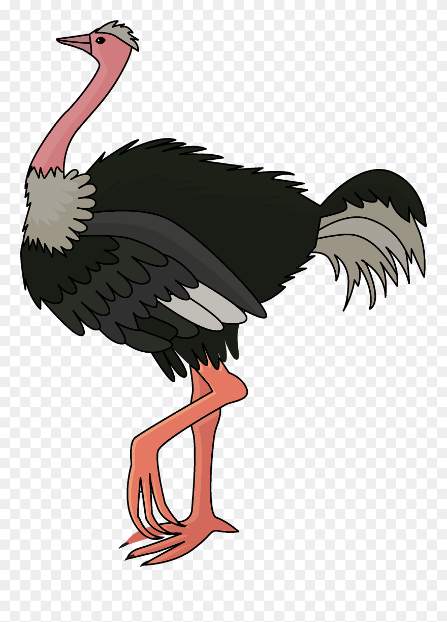 Ostrich Image In Clipart - Png Download