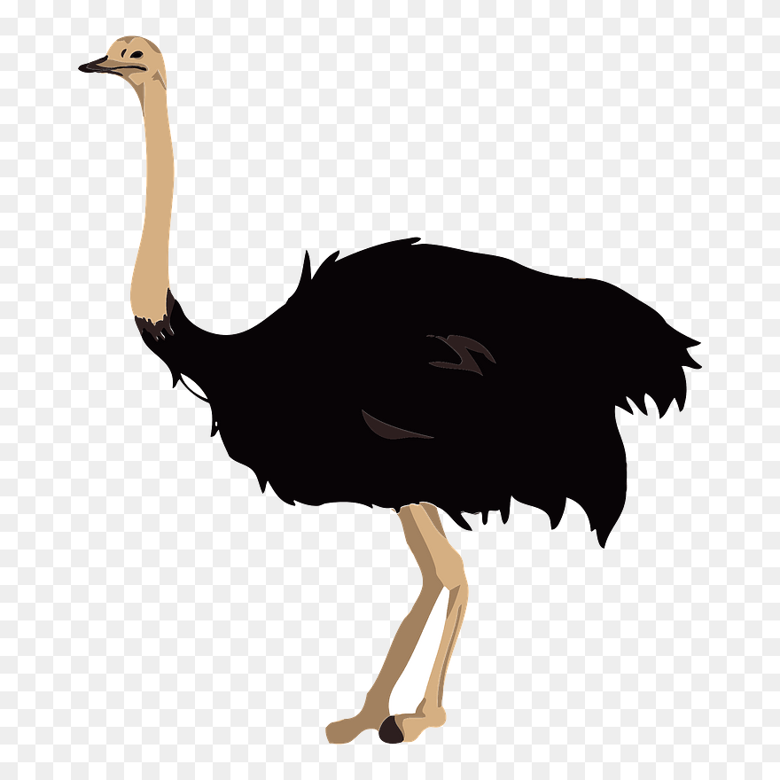 Ostrich Bird Clipart - ダチョウ イラスト 無料 - Png Download