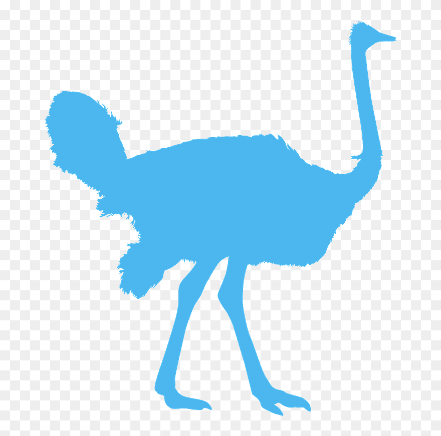 Common Ostrich Clipart