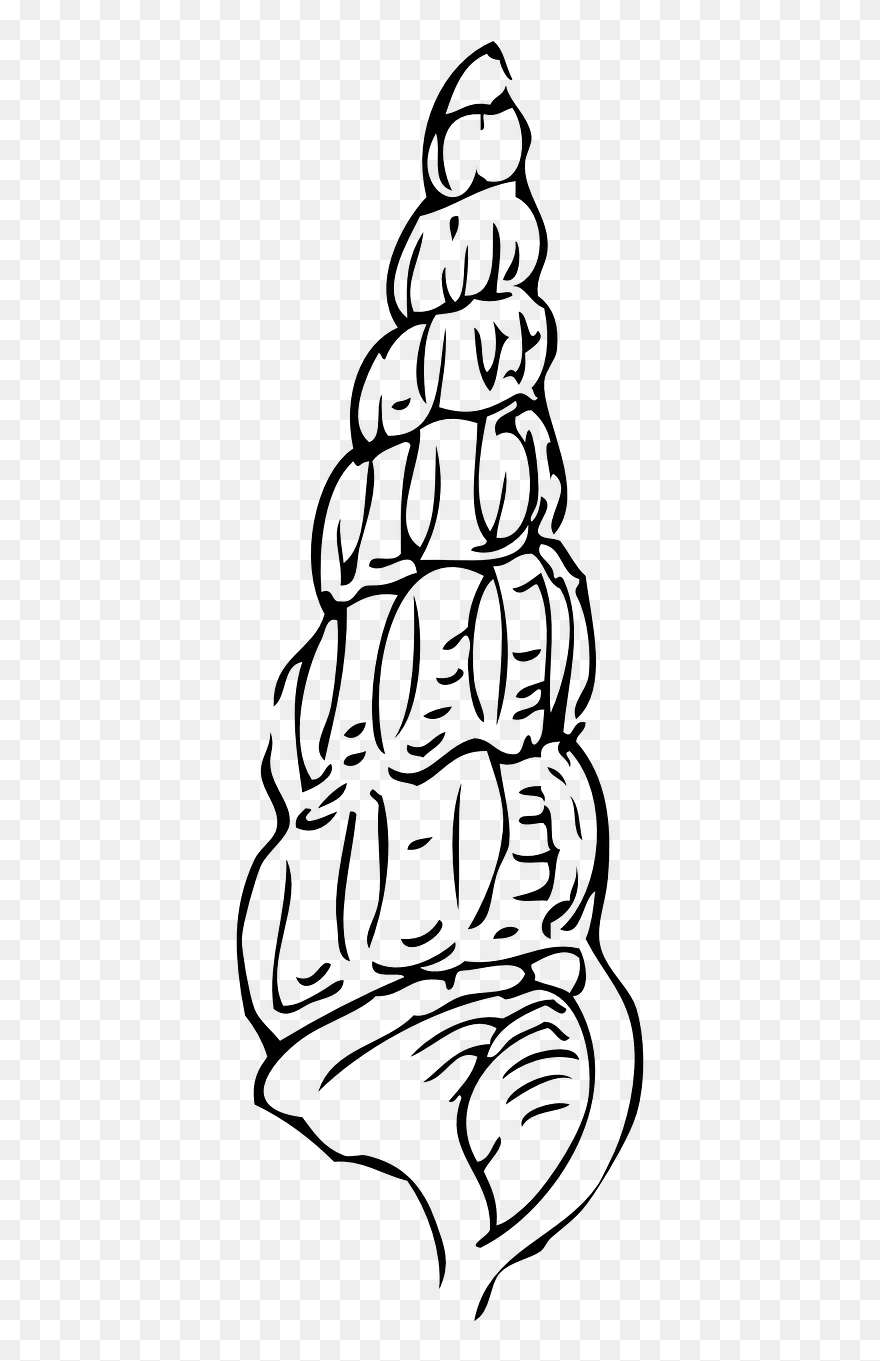 Snail Shell Sea Free Photo - Seashell Clipart - Png Download