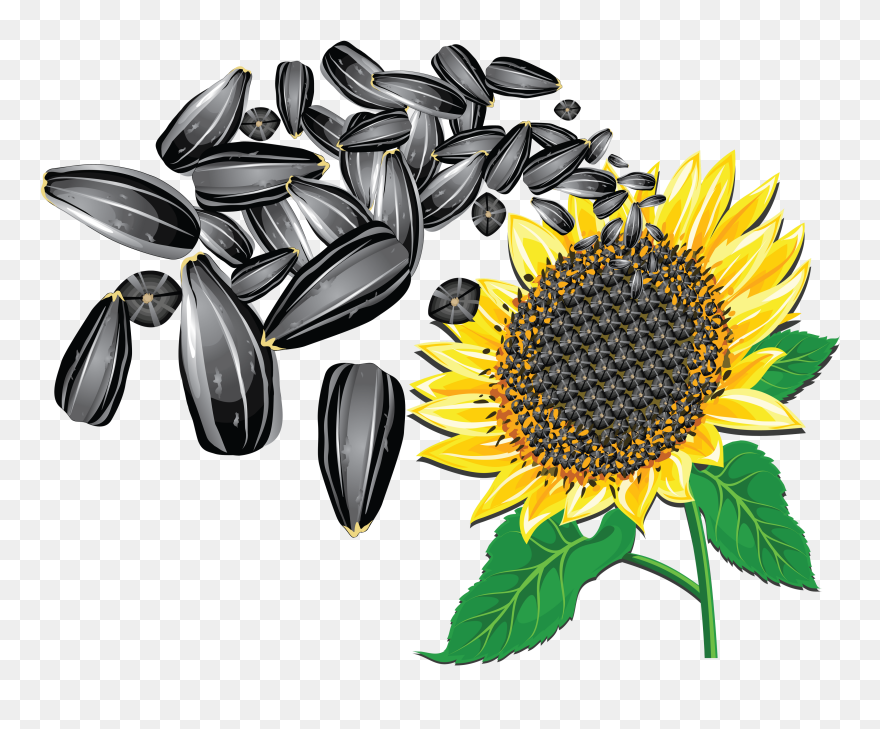 Transparent Sunflower Png - Sunflower Seeds Clipart
