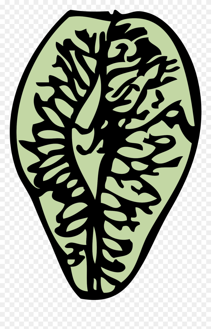 Conifer Cone Clipart