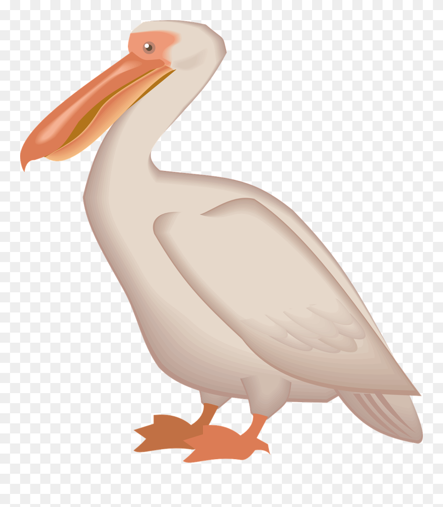 Brown Pelican Bird Clip Art - Pelican Clipart Transparent - Png Download
