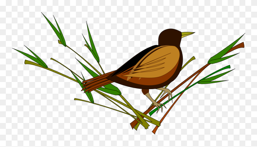 Grass Family,twig,emberizidae - Sparrows Images Png Clipart Transparent Png