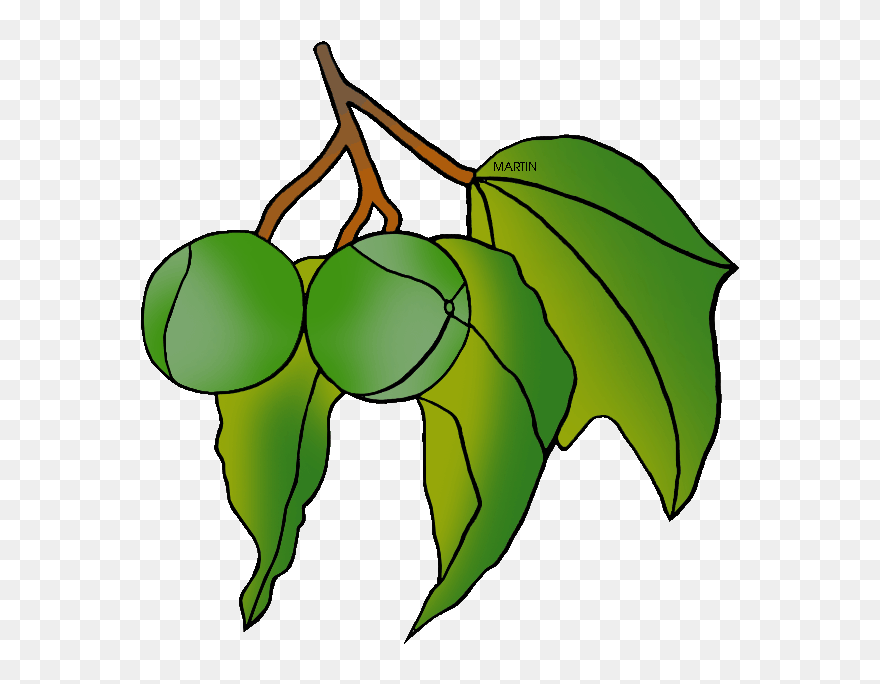 Clipart Of Hawaiis State Tree 20 Free Cliparts - Candlenut Tree Gif - Png Download