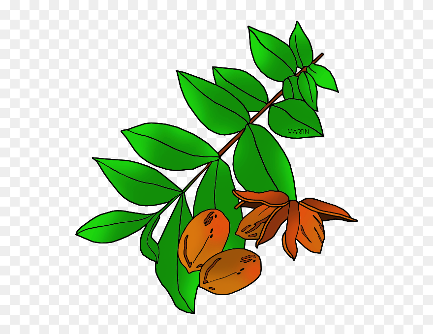 Transparent Nut Clipart - Pecan Tree Clip Art - Png Download