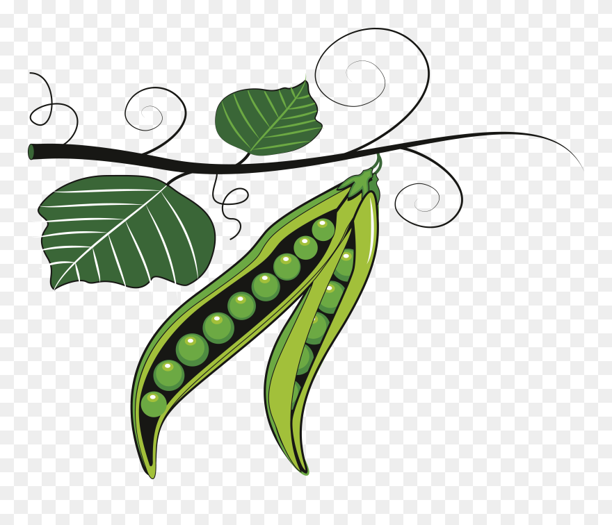 Pea Clipart Vector - Green Vegetables Clip Art - Png Download