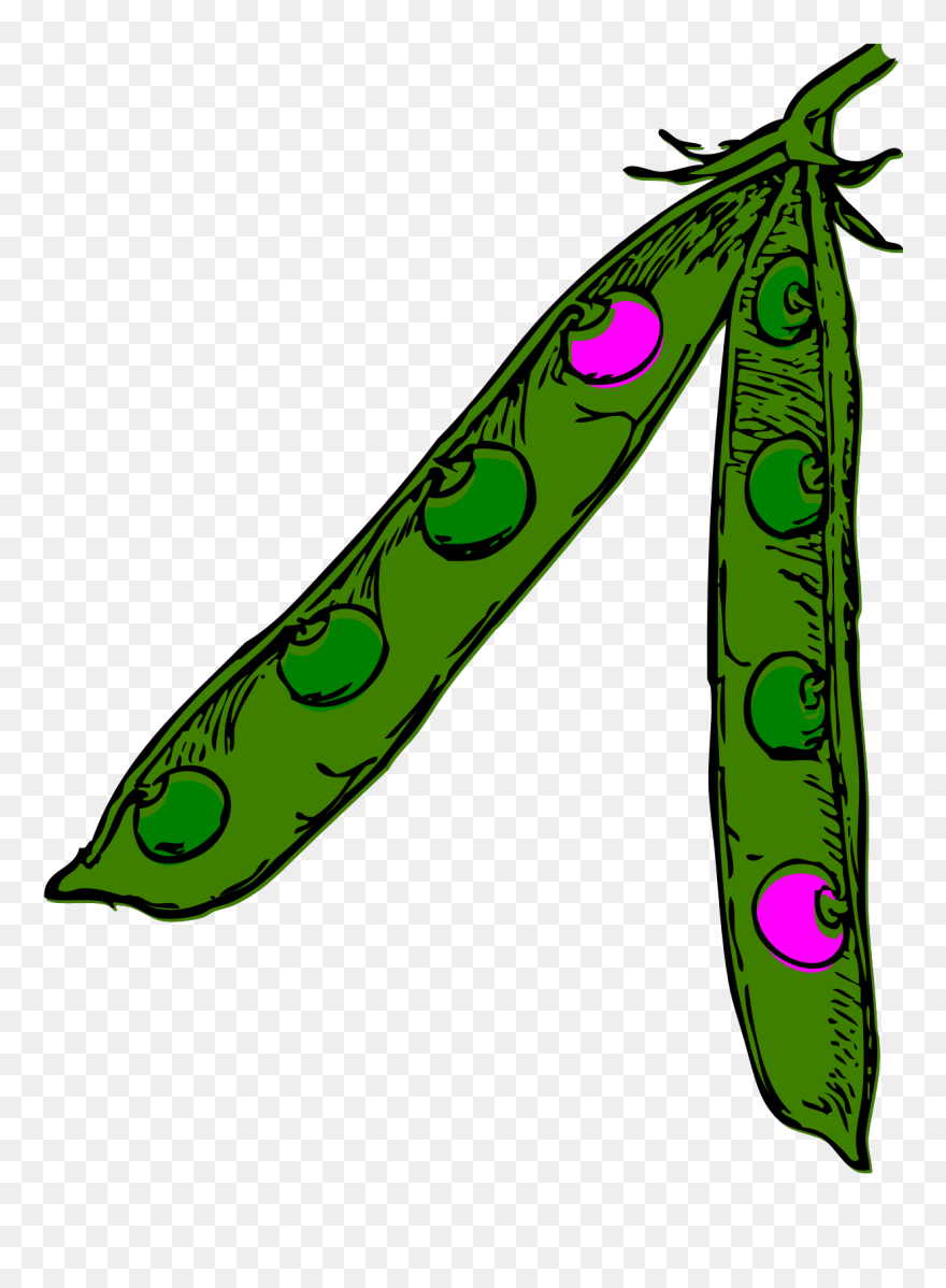 Pea Pod Clipart
