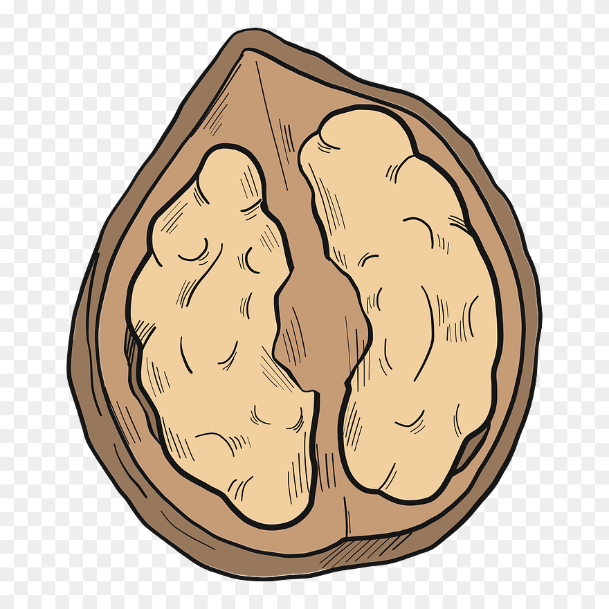 Walnut Clipart - Illustration - Png Download