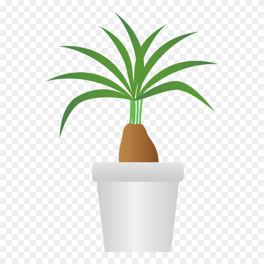 Elephants Foot Ponytail Palm Clipart - Houseplant - Png Download