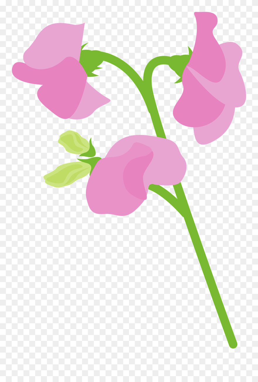 花 イラスト 無料 スイトピー Clipart