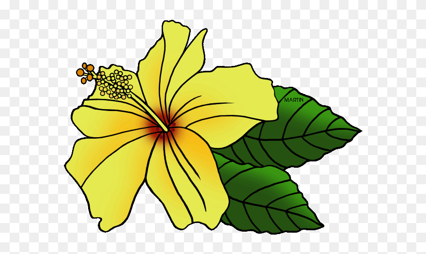 Hawaiian State Flower Clipart - Md Mba Eugene Rhee Md Urology - Png Download