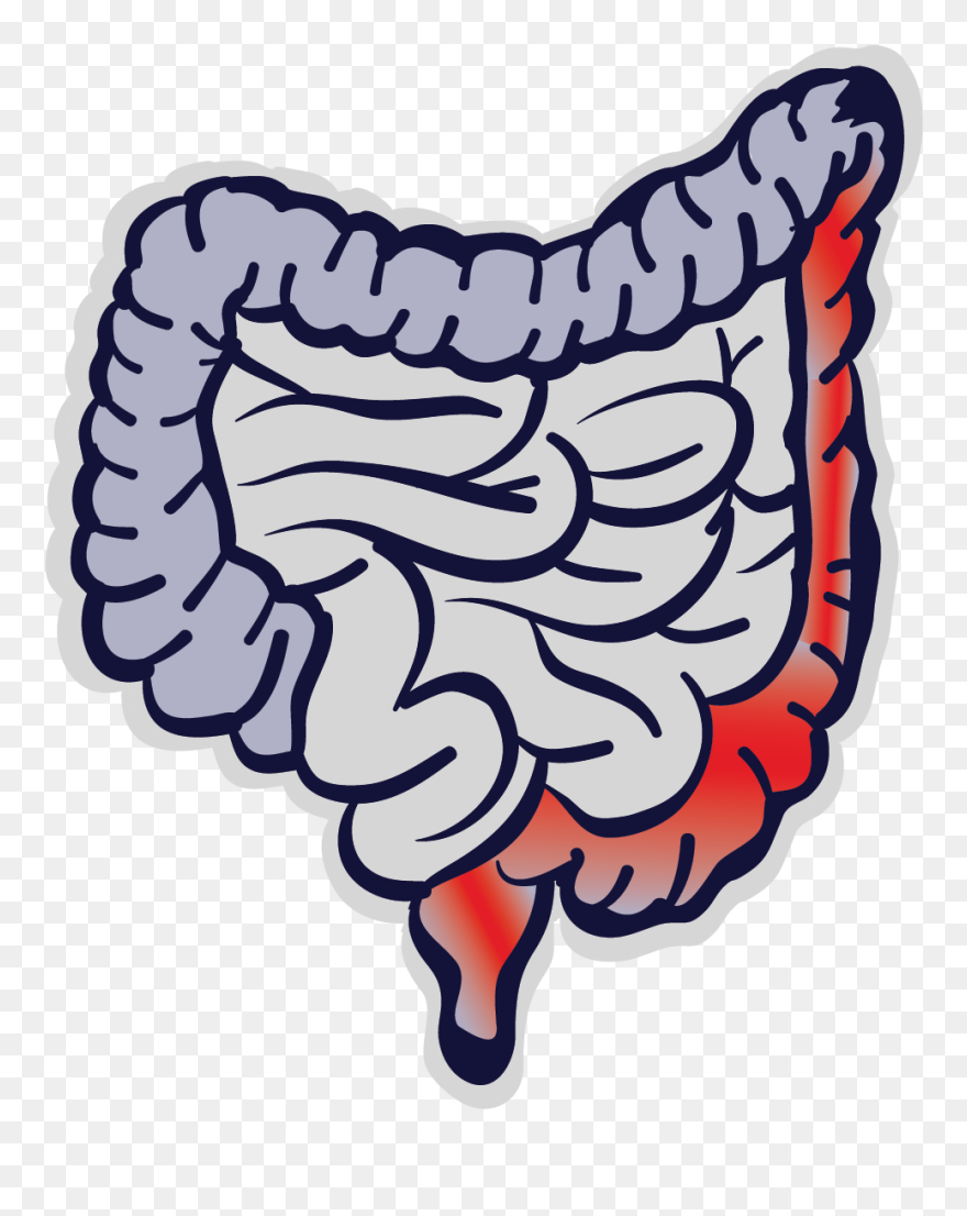 Intestino Como Segundo Cerebro Clipart