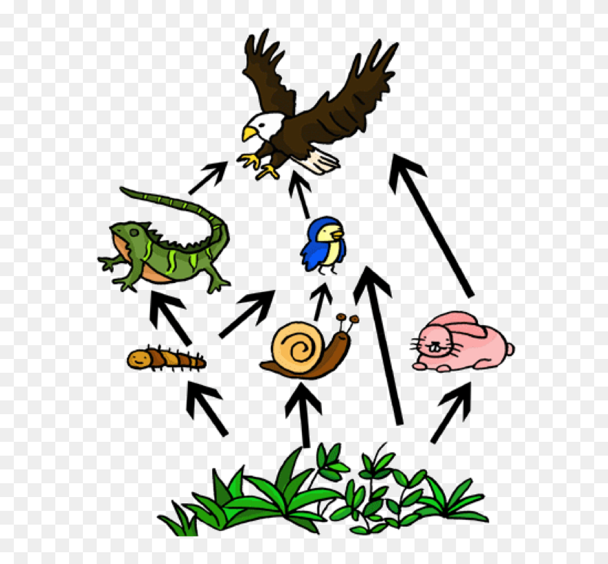 Food Web Clipart - Food Chain Of A Iguana - Png Download