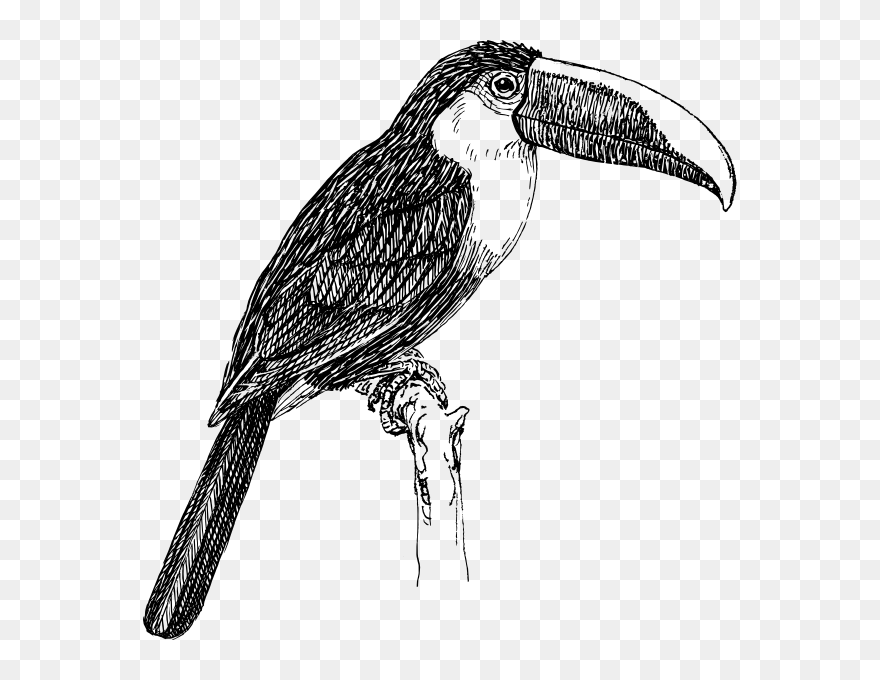 Toucan Clipart Black And White - Png Download