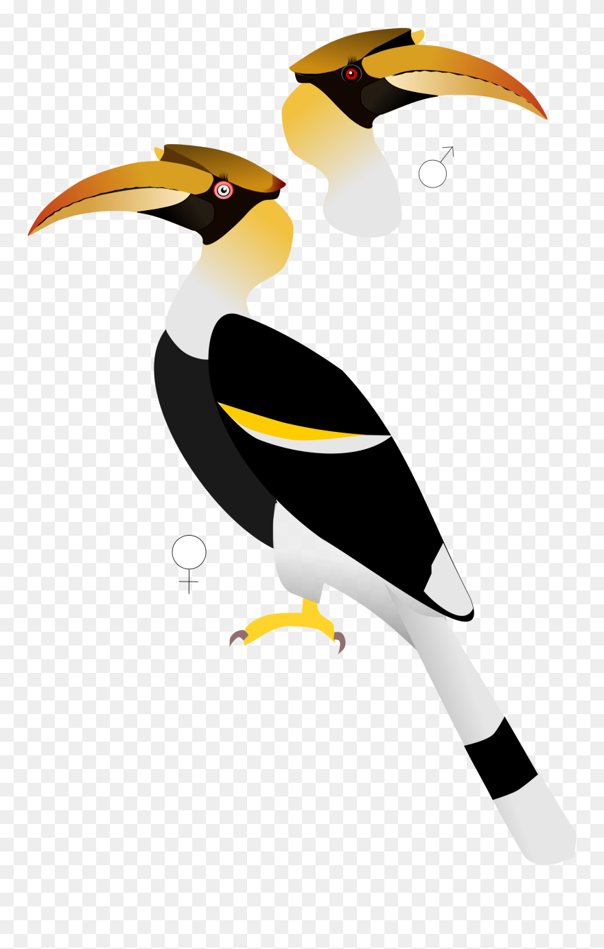 Hornbill Clipart Transparent - Great Hornbill Male And Female - Png Download