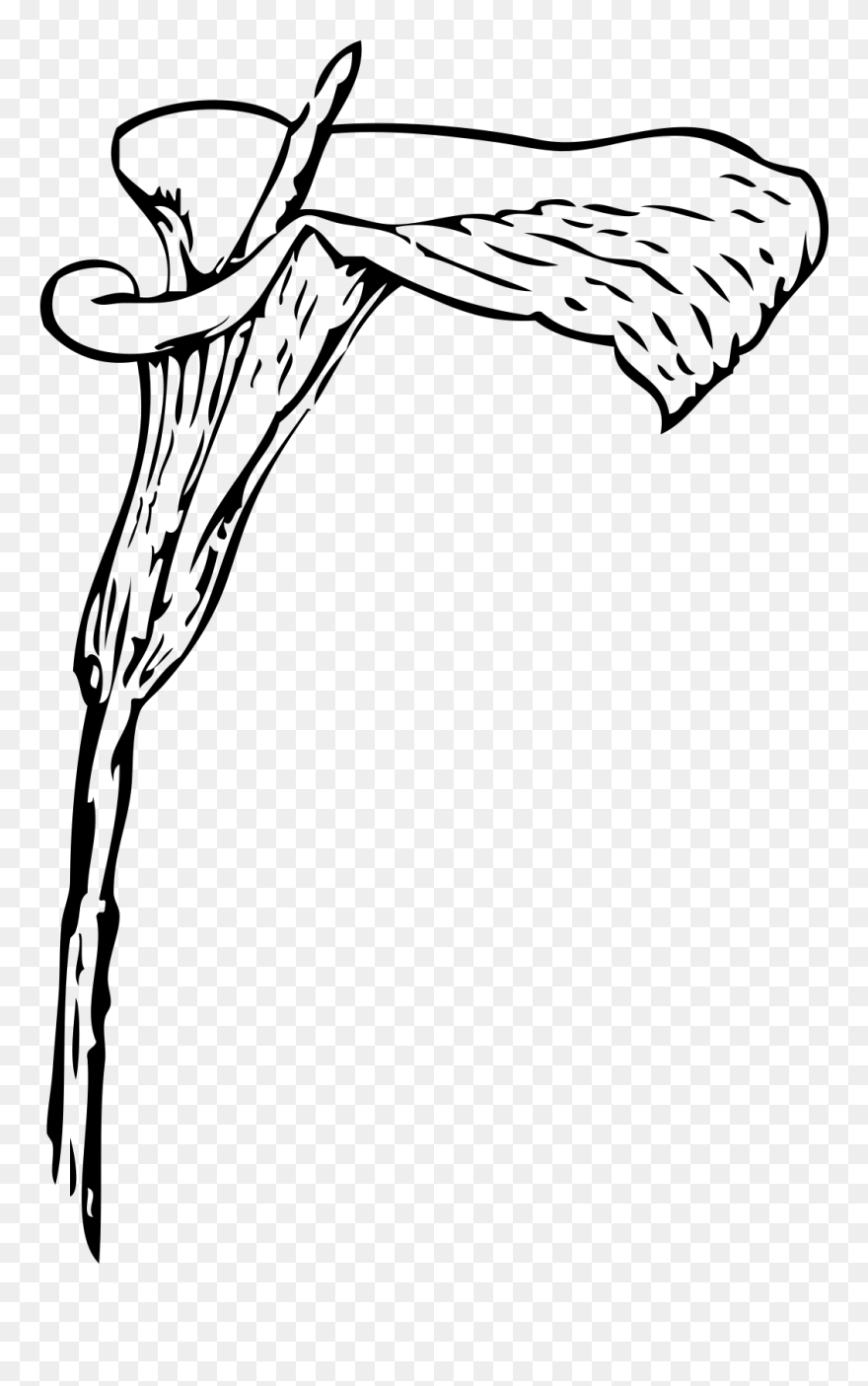Calla Lily Clip Art - Png Download