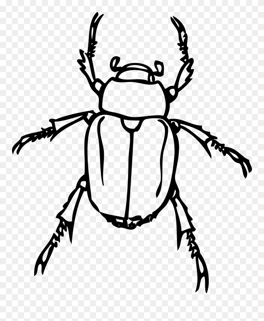Vector Insects Drawing Transparent Png Clipart Free - Beetles Black And White