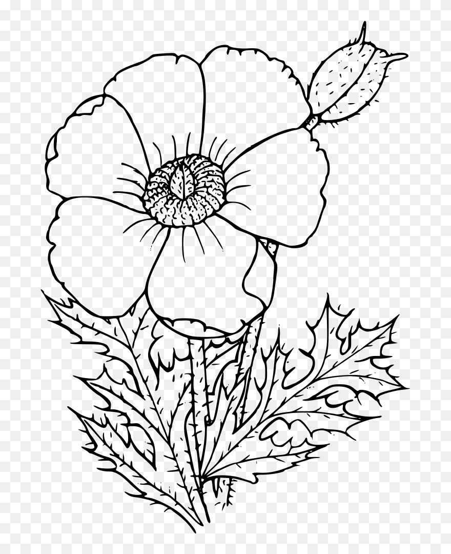 Poppy Drawing Clipart