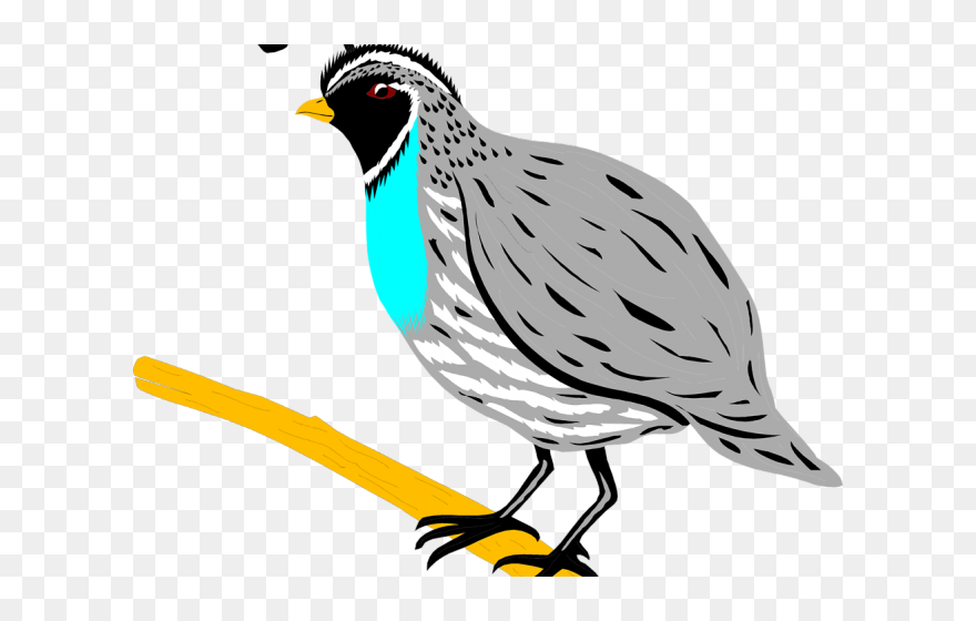 Quail Clipart Png Transparent Png