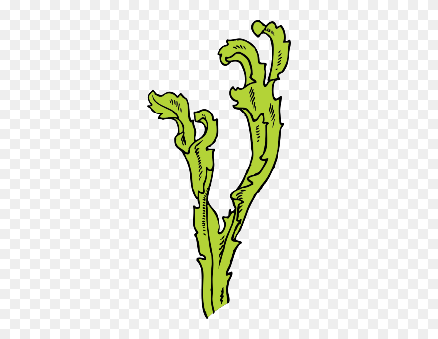 Sea Weed Png Icons Clipart