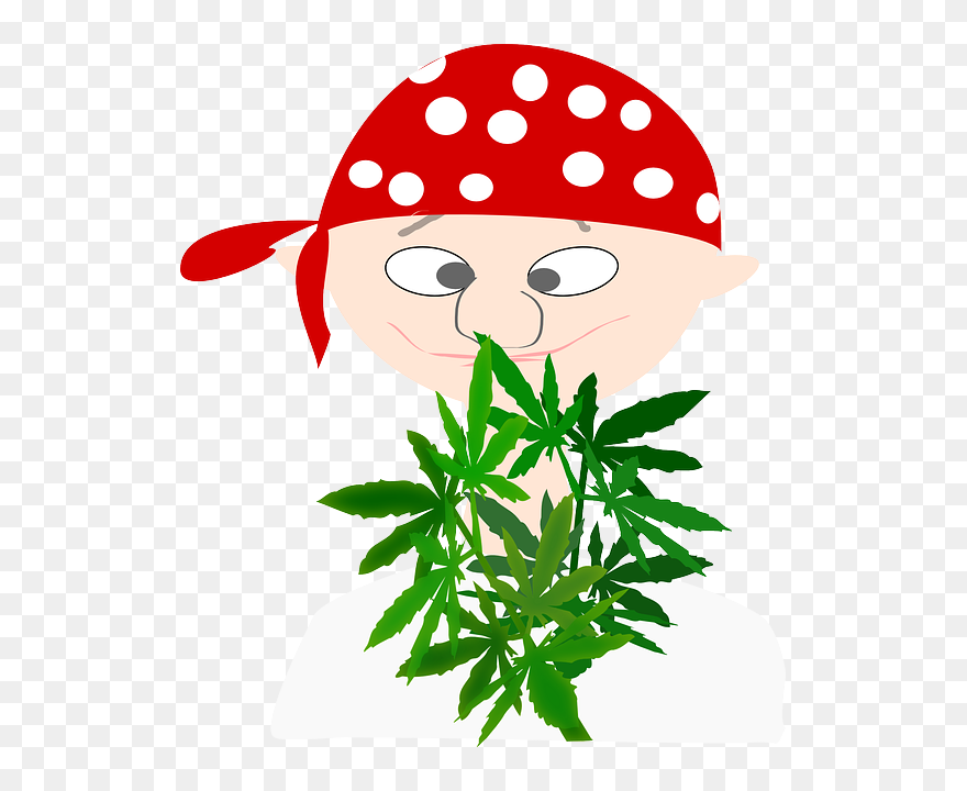 Pirate, Boy, Avatar, Cannabis, Euphoria, Marijuana - Cannabis Boy Clipart