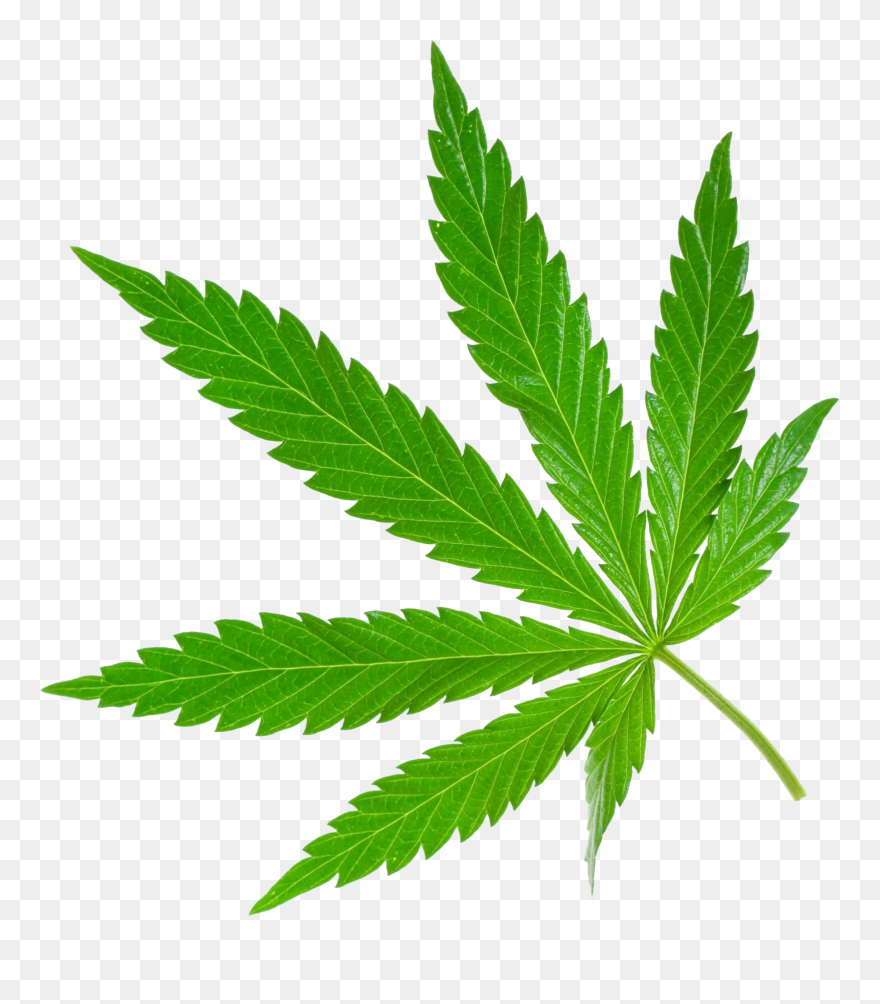 Cannabis Png - Marijuana Png Clipart