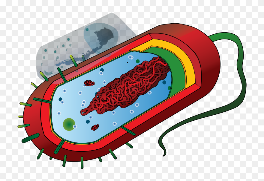 Prokarytoci Cell Svg Clip Arts - Streptococcus Thermophilus Labelled Diagram - Png Download