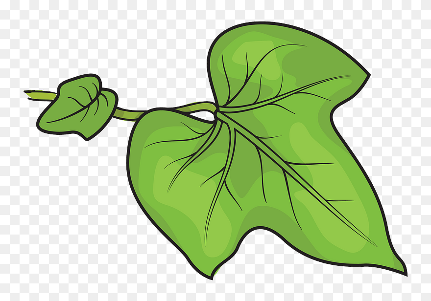 Morning Glory Leaf Clipart - Png Download