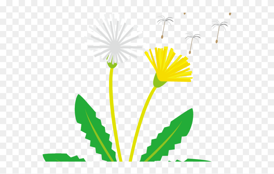 Dandelion Clipart - Png Download