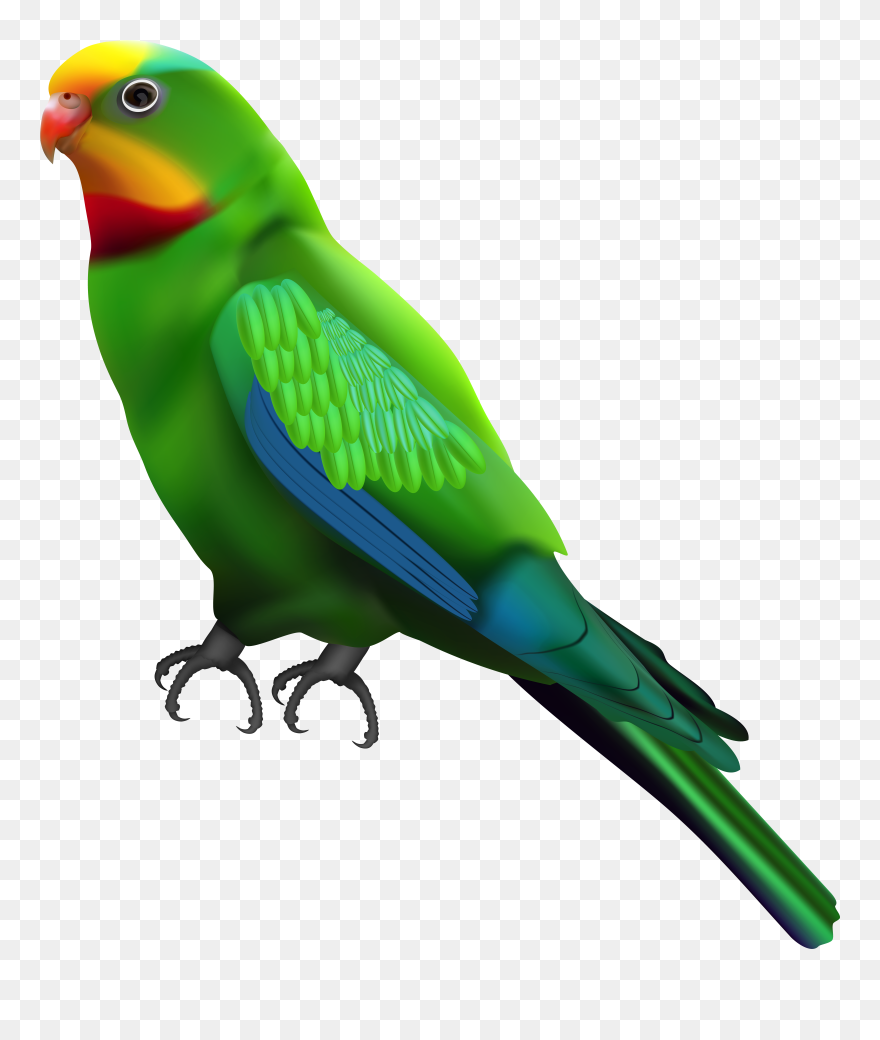 Parrot Clipart Smart - Png Download