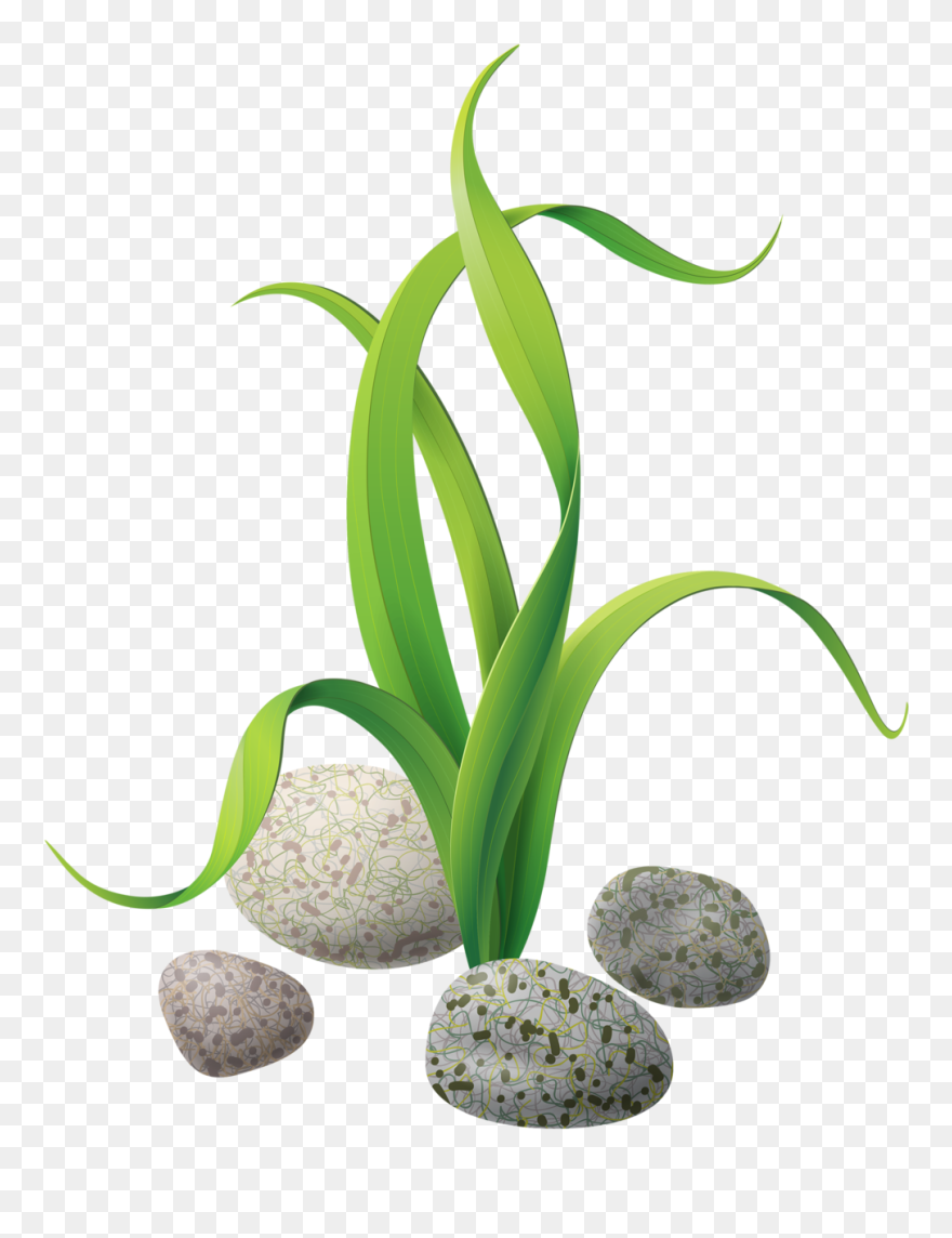 Algae Clip Png - Clipart Algae Transparent Png