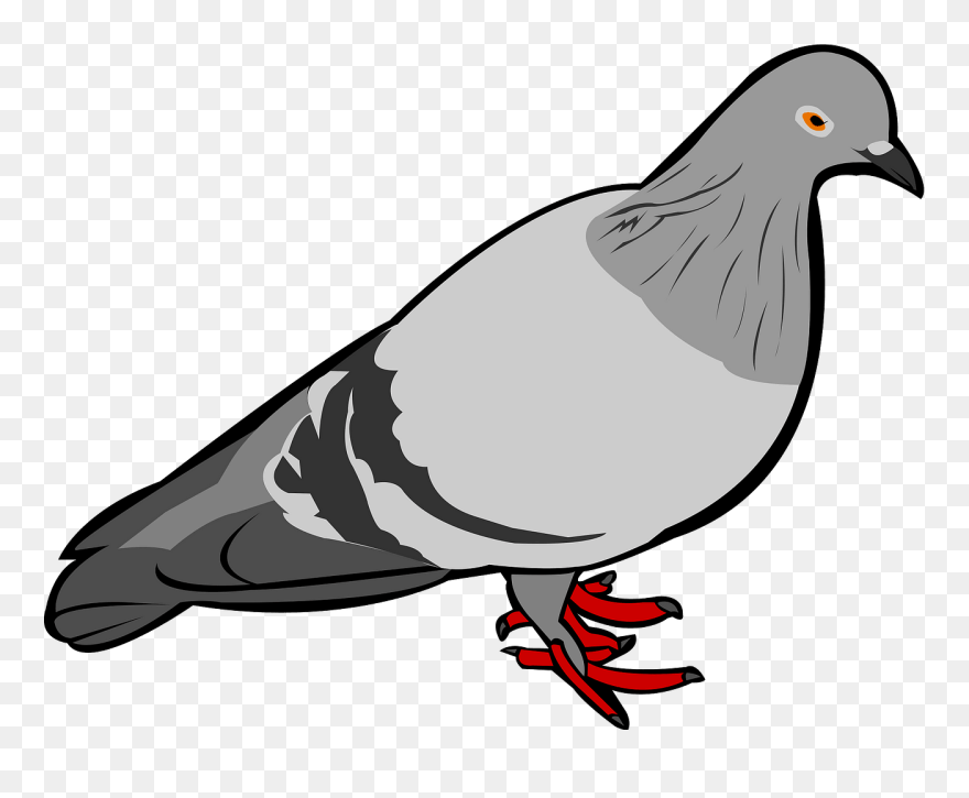 Rock Dove Bird Clipart - Rock Dove - Png Download