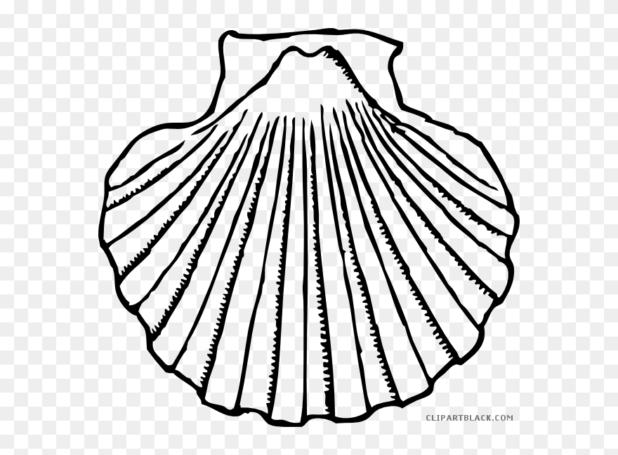 Seashell Black And White Png Download Huge Freebie - Seashell Black And White Clipart Transparent Png