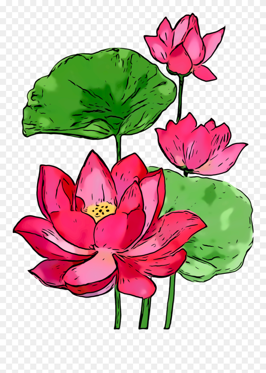 Summer Background Flowers Clipart - Sacred Lotus - Png Download
