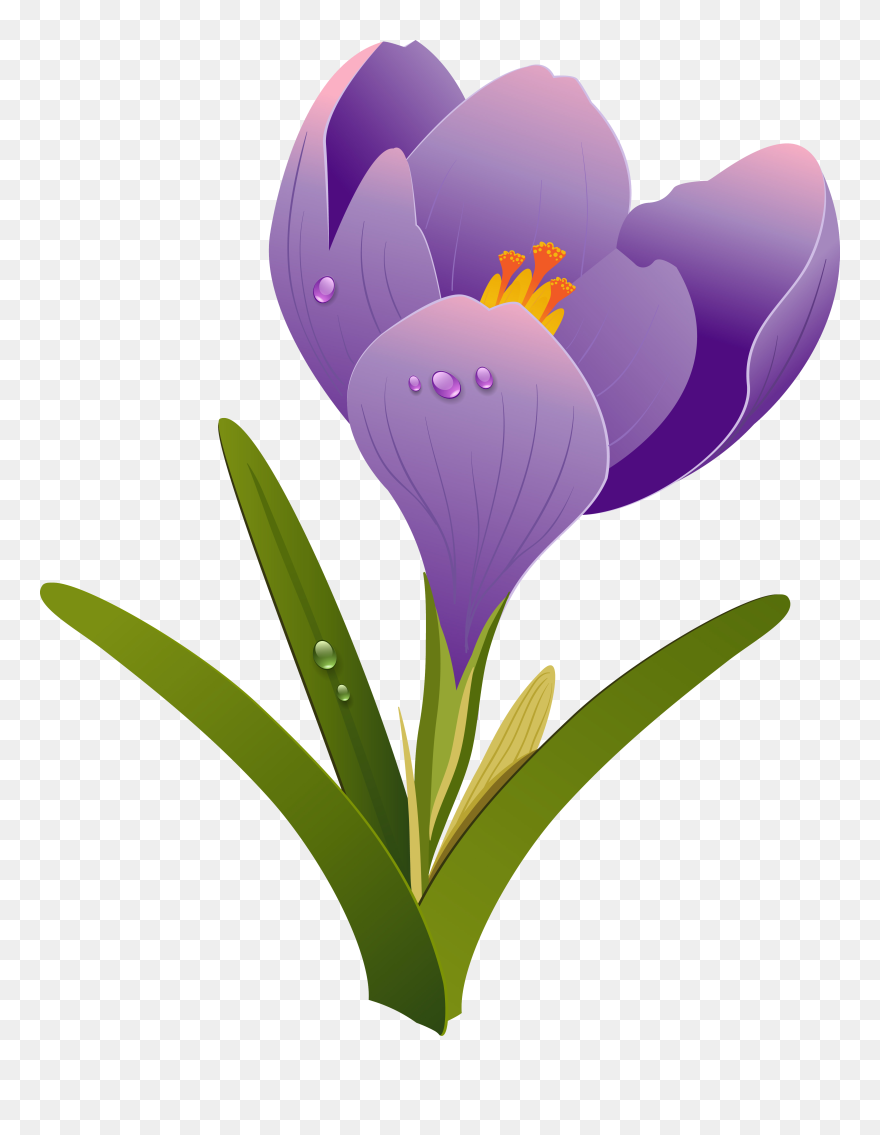 Transparent Crocus Png - Crocus Flower Drawing Clipart
