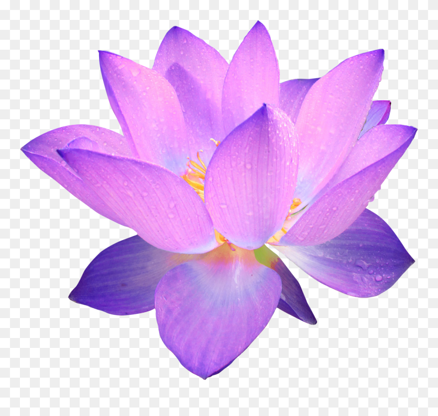 Lotus Flower Clipart No Background - Png Download