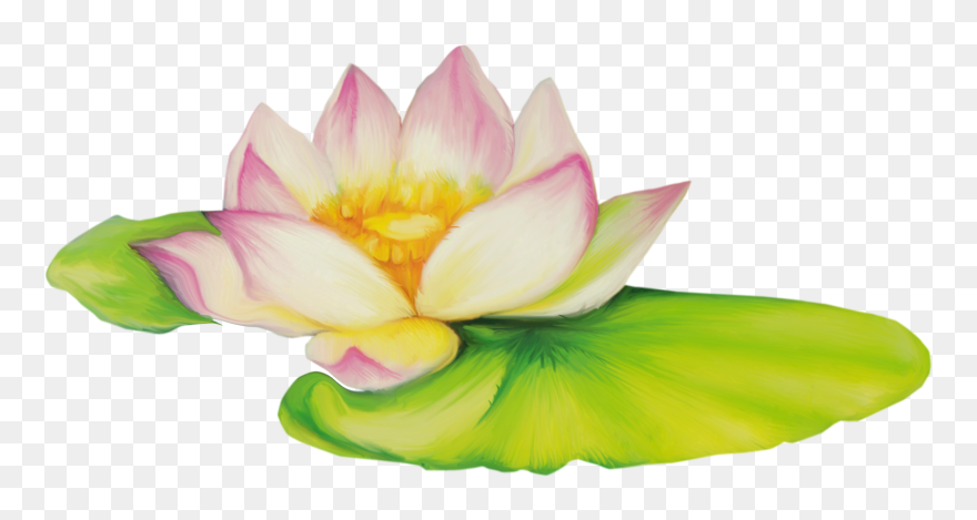 Nelumbo Nucifera Flor De Dibujo Clip Art - Bunga Teratai Clip Art - Png Download