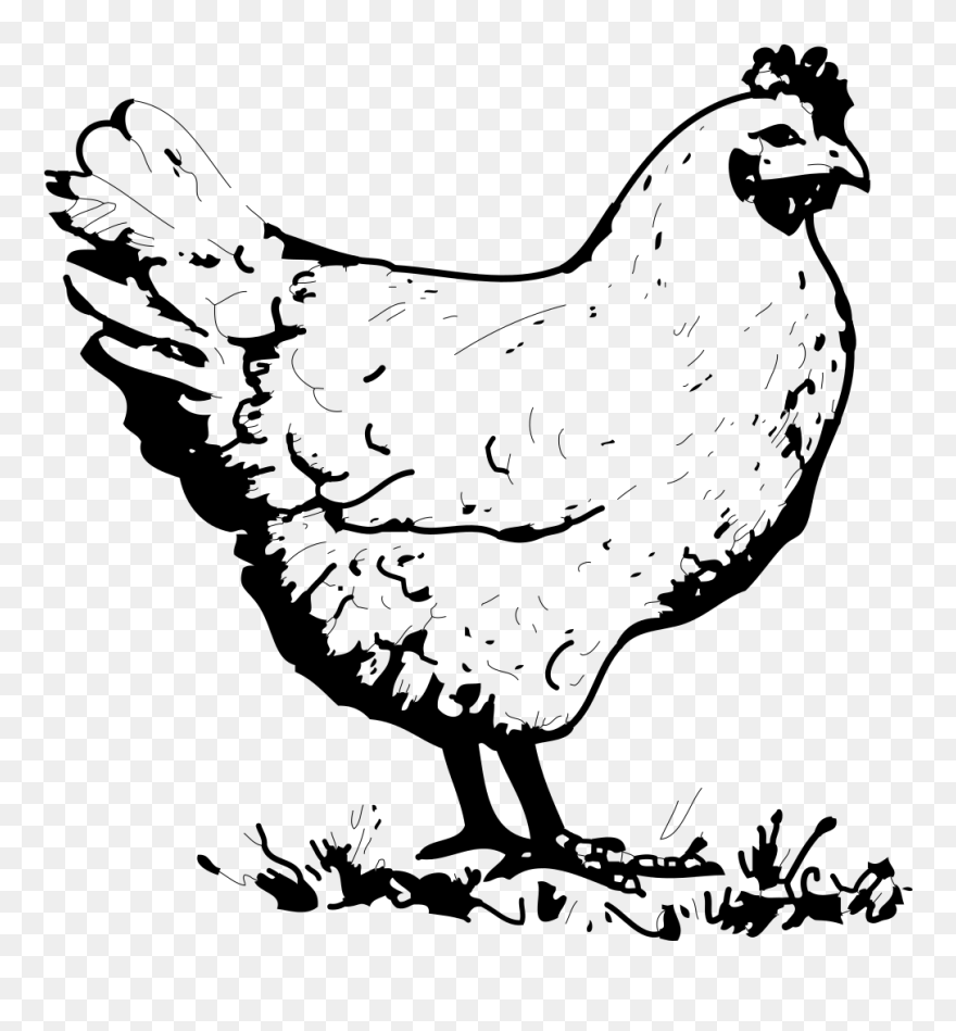 Chicken Svg Clip Arts - Chicken Clipart Black And White - Png Download