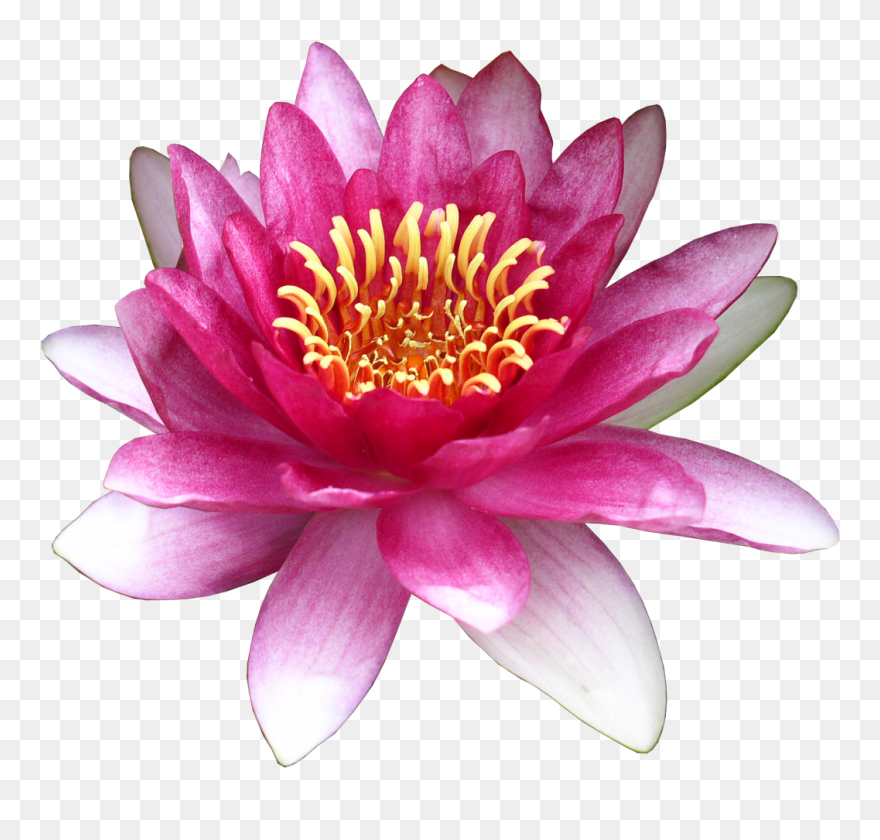 Flower Water Lily Clip Art - Water Lily - Png Download