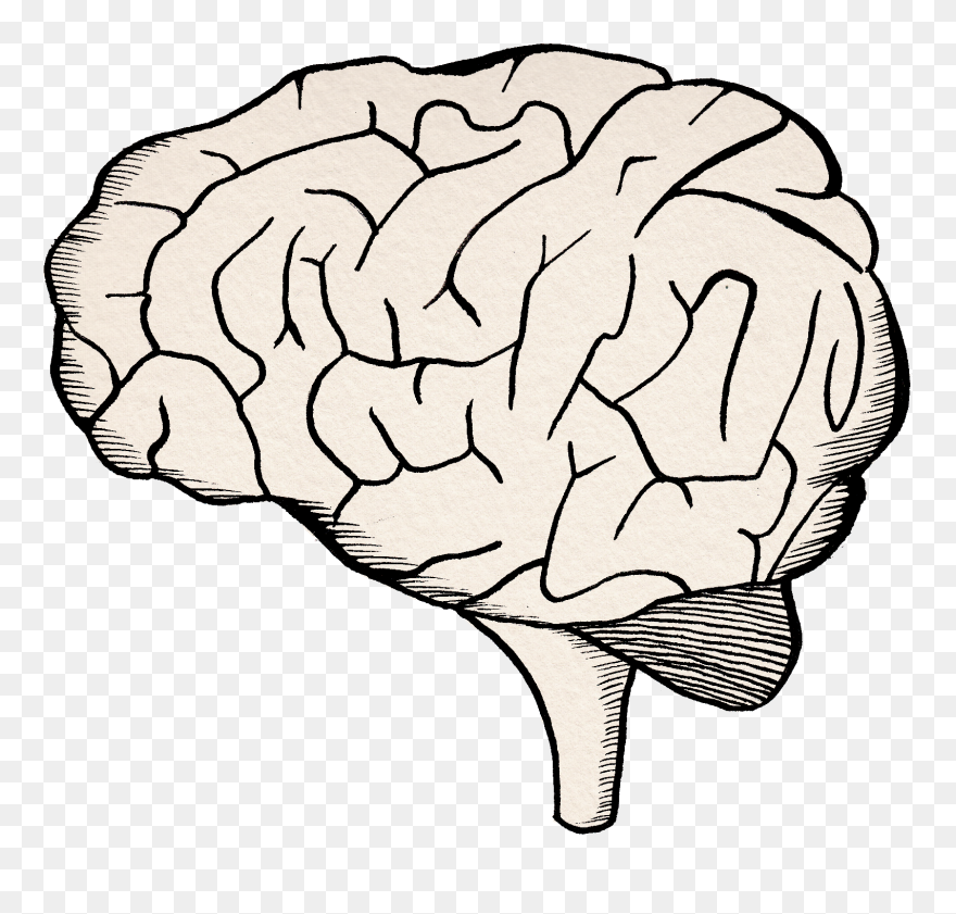 The Brain"s Amazing Drugs Cabinet Top Tips Young Scot - Mirror Brain Png Clipart