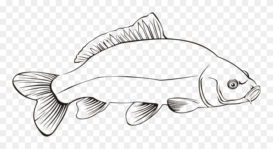 Freshwater Fish Carp Line Art Fresh Water Cc0 - Fresh Water Fish Outline Clipart