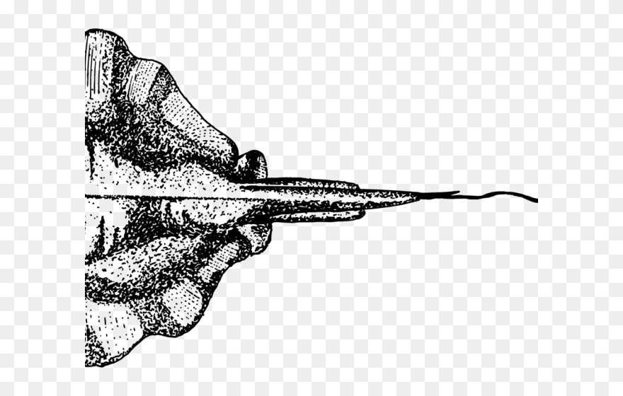 Stingray Drawing Transparent Png Clipart
