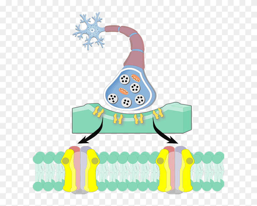 An Image Showing The Acetylcholine Receptor Consists - Acetylcholine Receptor Clipart
