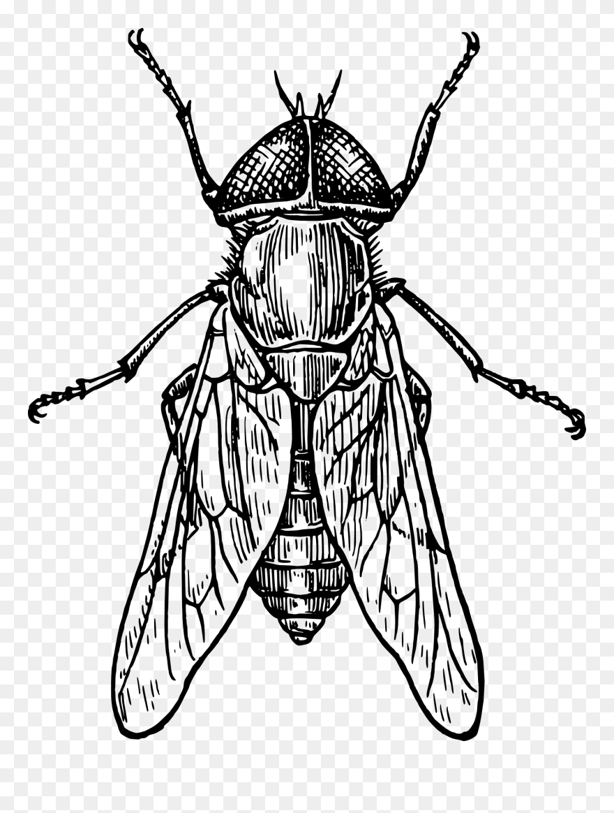 Beetle Drawing Clip Art - Insect Drawing - Png Download